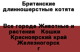 Британские длинношерстные котята - Все города Животные и растения » Кошки   . Красноярский край,Железногорск г.